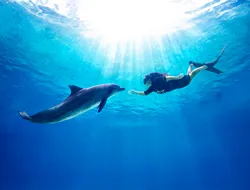 Dolphin Adventure Tickets with S.E.A. Aquarium or Adventure Cove Access